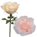 images/categories_images/CATEGORY_PICT.webp