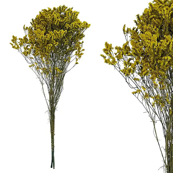 ΚΛΑΔΙ ΜΟΥΣΤΑΡΔΙ CRYSTAL GRASS ΑΠΟΞΗΡΑΜΕΝΟ 6~8ΤΜΧ/ΜΑΤΣΟ Υ60~70cm, 25~30cm ΤΟ ΑΝΘΟΣ- 100/ΚΙΒ