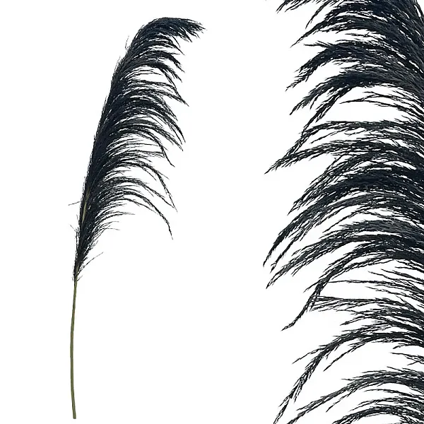 ΚΛΑΔΙ ΜΑΥΡΟ ΠΑΜΠΑΣ ΑΠΟΞΗΡΑΜΕΝΟ 1TMX Υ145~150cm,70~88cm ΤΟ ΑΝΘΟΣ-250/ΚΙΒ